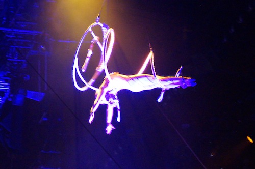 ringling bros circus 8