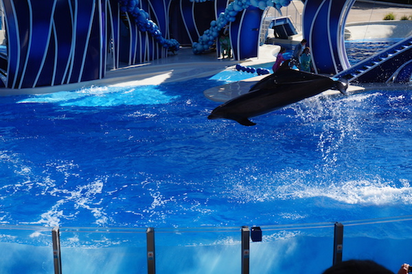 Knocked Two Things Off My Bucket List at Sea World Orlando {Review} # ...