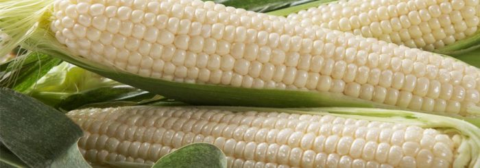 amaize sweet corn cob