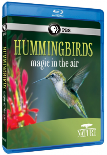 nature-hummingbirds