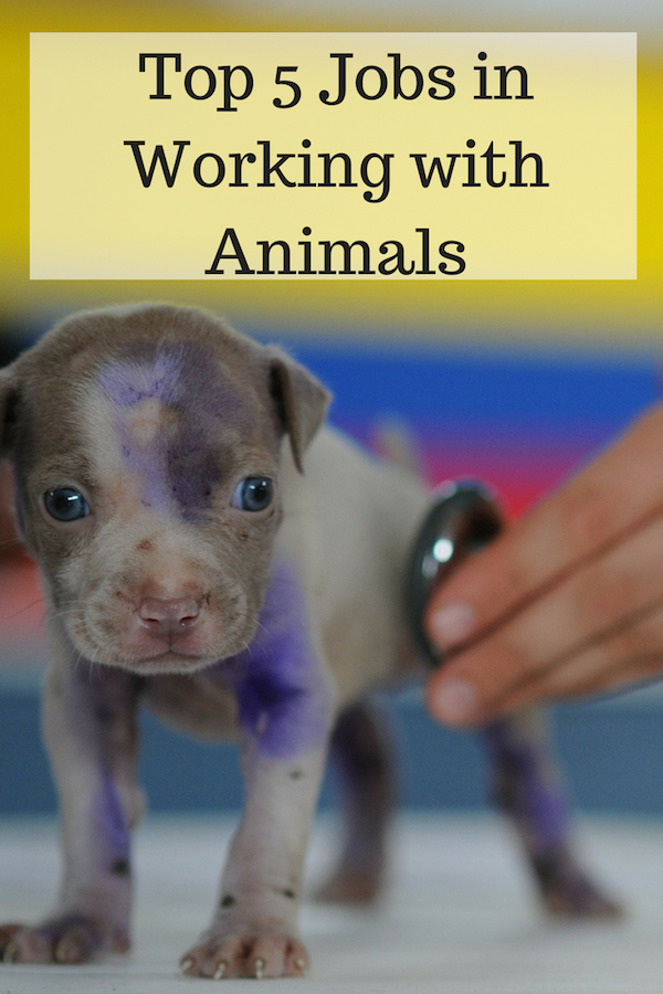 Top 5 Jobs Working With Animals Mom And More   Top 5 Jobs In Working With Animals 