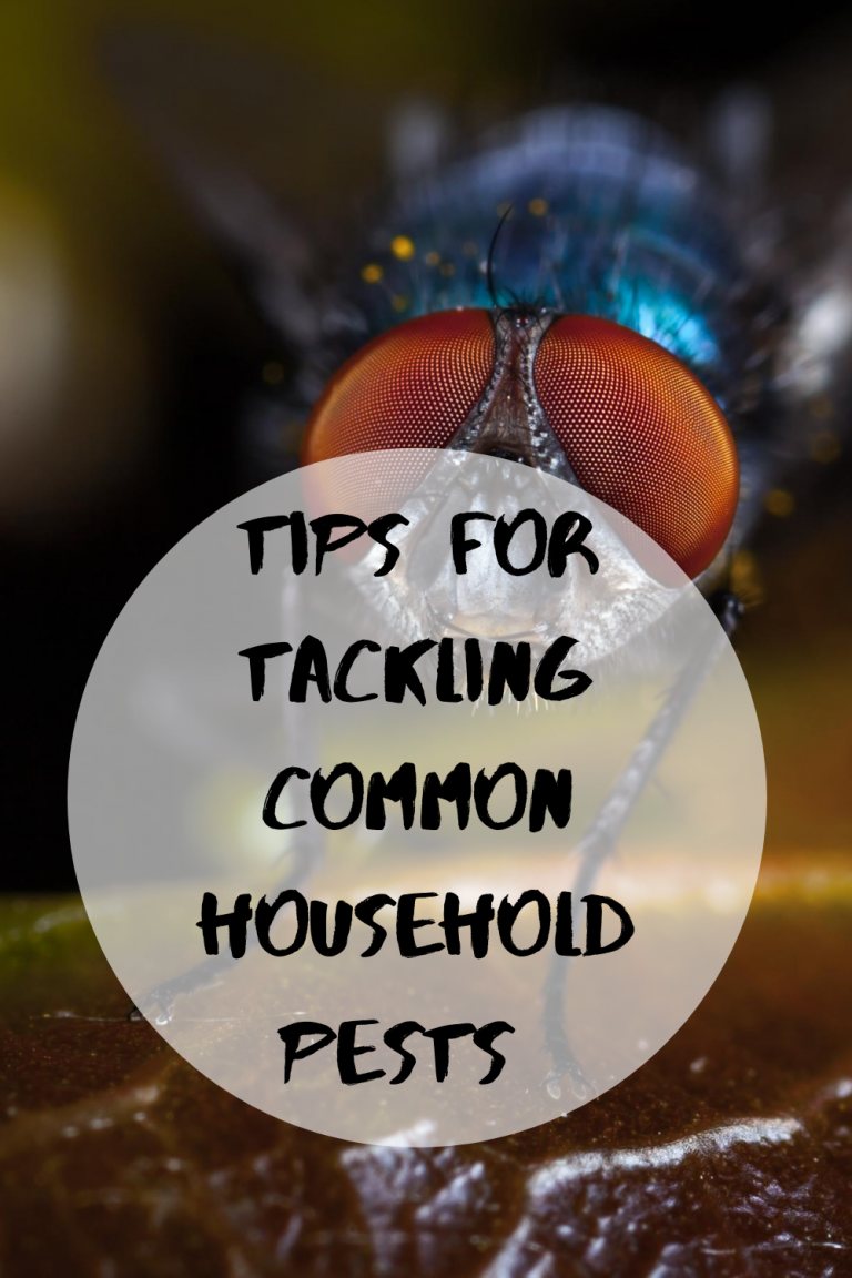 Tips for Tackling Common Household Pests - Mom and More