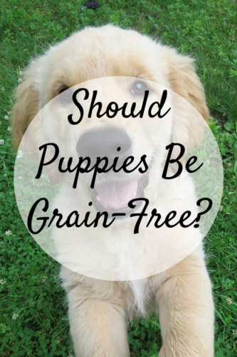 should puppies be fed grain free food
