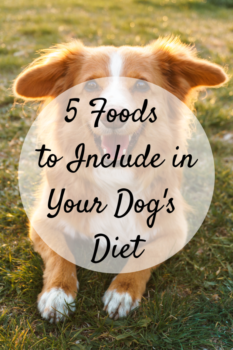 5 Foods to Include in Your Dog's Diet - Mom and More