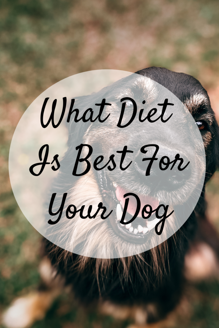 what-diet-is-best-for-your-dog-mom-and-more