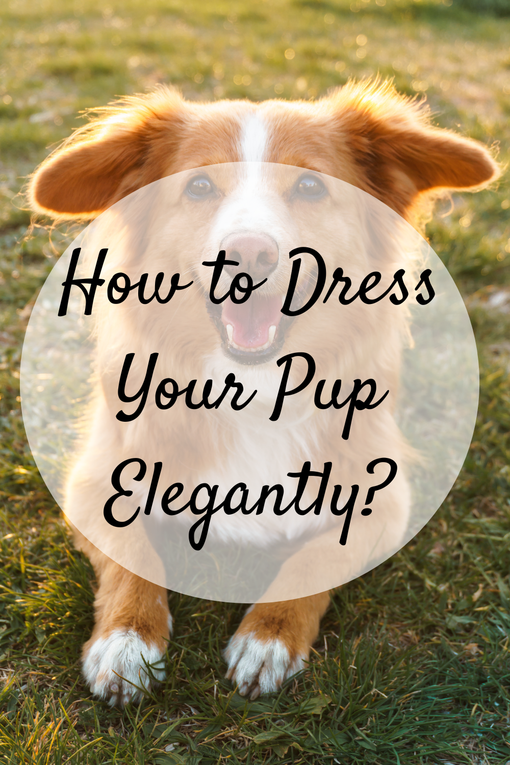 How to Dress Your Pup Elegantly? - Mom and More