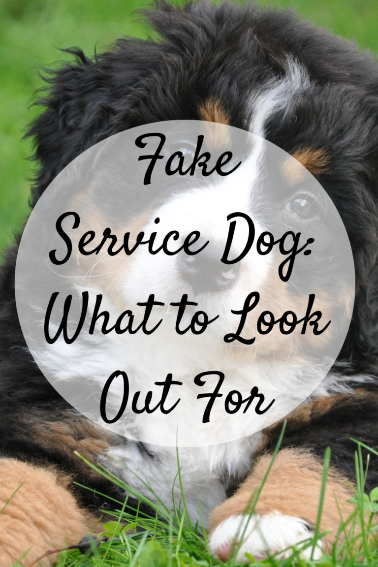 Fake Service Dog: What to Look Out For - Mom and More