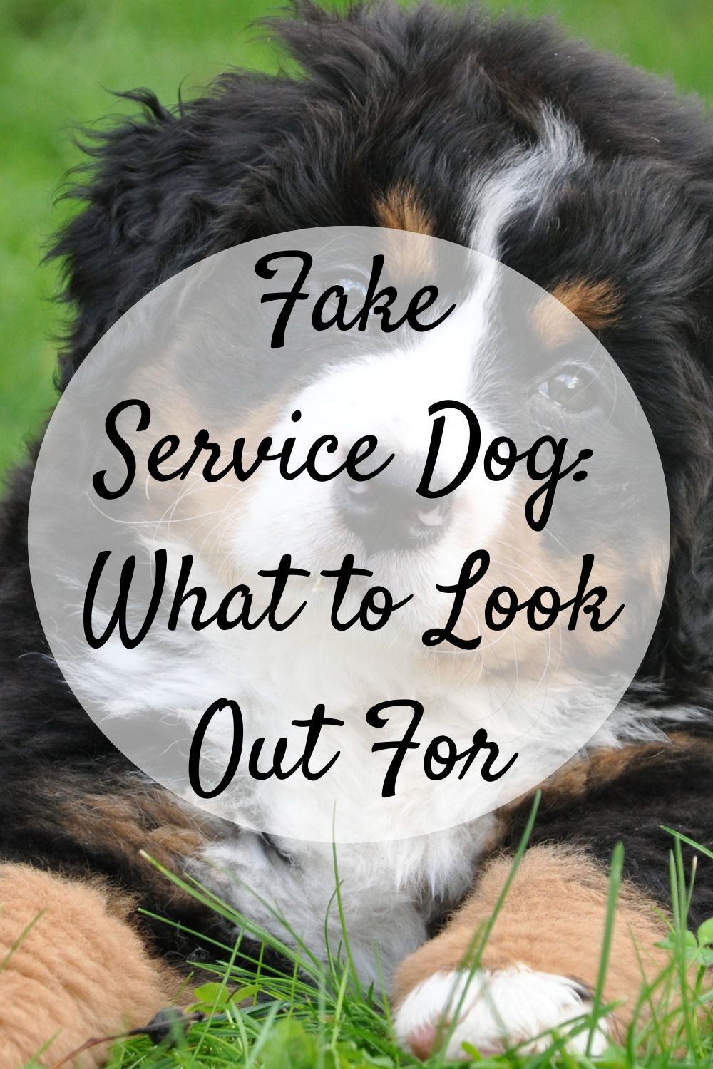 Fake Service Dog: What to Look Out For