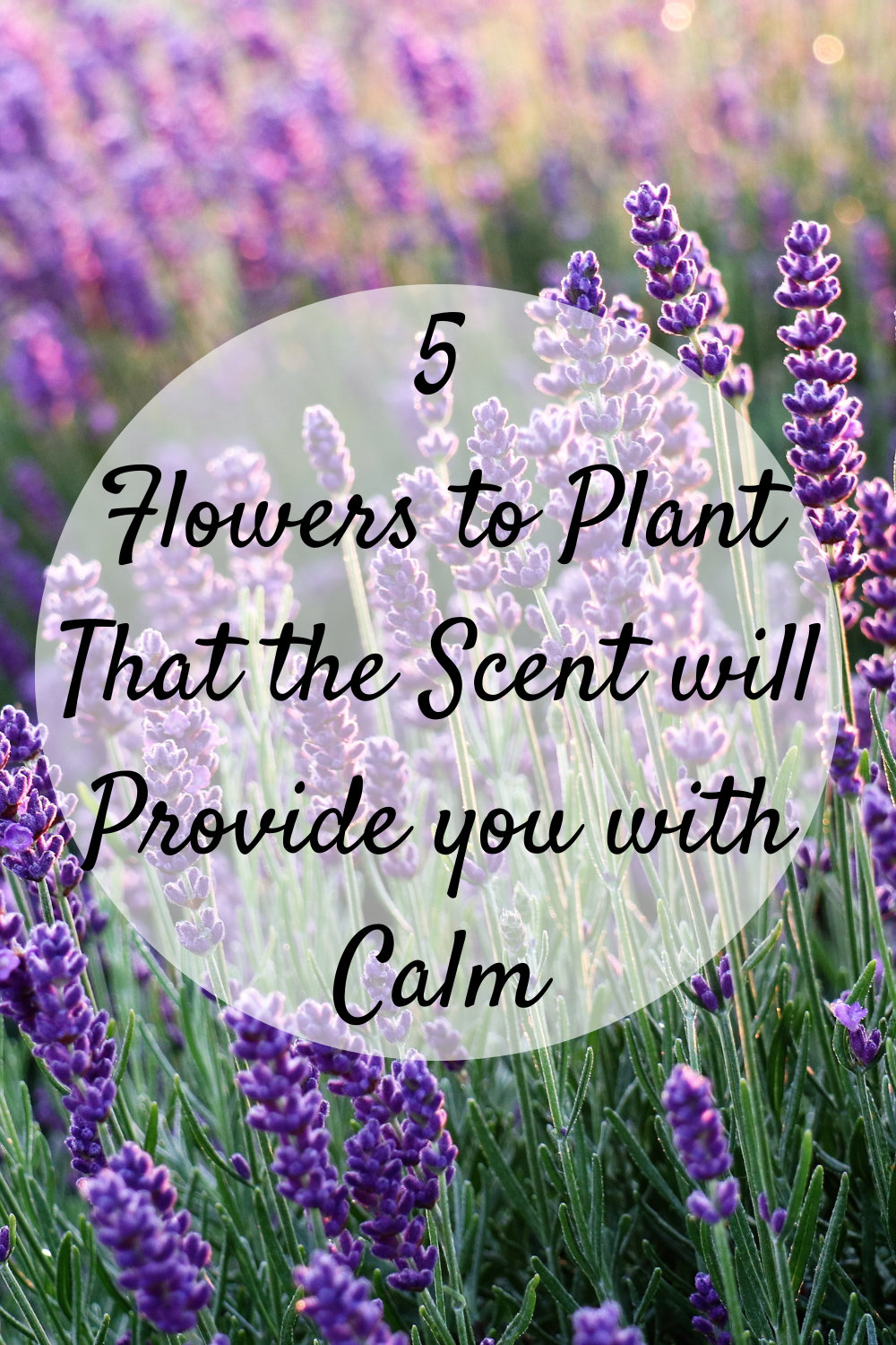 5 Flowers to Plant That the Scent will Provide you with Calm